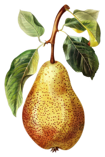 Vintage pears water transfer papers